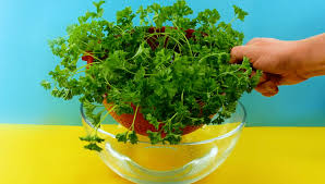 Here you will find home diy, garden diy, garden hacks, home hacks and garden projects for your we share with you the best home and garden hacks, from cheap porch ideas to organization hacks. 8 Super Simple Home Gardening Hacks