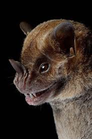 Pin By Emrah Umay On Bats Animals Beautiful Animals Wild Bat