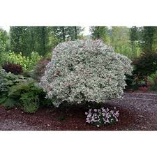 Znalezione Obrazy Dla Zapytania Klon Carnival Acer Trees Online Variegated
