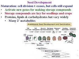 I have the 48 cell version of these which i got recently and they are much sturdier than anything i have used before. Seeds Are Unique Feature Of Plants Seeds Are
