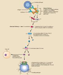 Image result for Complement Pathway