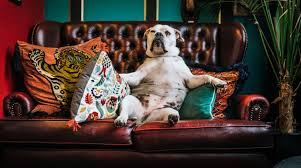 We will deliver your puppy to your home. Pet Relocation Shipping Services To From Uk Ferndale Kennels Cattery