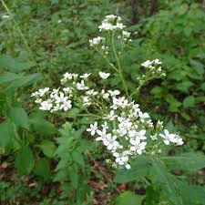 Image result for Hypoxis monanthos