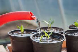 Image result for tomato seedling damping off