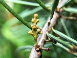 Image result for Viscaceae