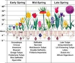 bulb planting in spring garden design ideas