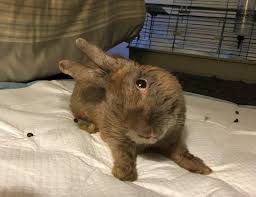 Inner ear infections (otitis interna) cause inflammation of the inner ear (labyrinthitis), producing symptoms and signs like severe ear pain, nausea, vomiting, and vertigo. Management Of Head Tilt In Rabbits Mspca Angell