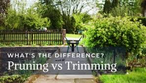 Hard pruning for rejuvenation is completed in a step plan in. Rejuvenation Pruning What When Why How