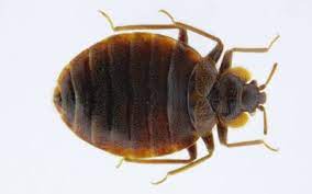 Many times it is beyond your control. 1 Pest Control News Best Pest Control