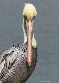 Linda Murdock Photography Bird Photography Photography Portrait