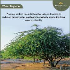 Image result for Prosopis juliflora