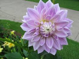 Check spelling or type a new query. Dinner Plate Dahlias Are Sure To Be The Stars Of Your Garden The Gardening Cook