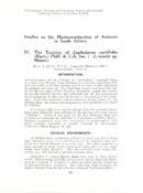 Image result for Lopholaena sp.no.1