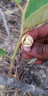 Image result for Annona senegalensis