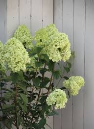 Hortensien Durch Stecklinge Absenker Erfolgreich Vermehren Hortensien Garten Rispenhortensie Pflanzen