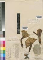 Image result for Ipomoea prismatosyphon