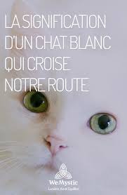 La Signification D Un Chat Blanc Qui Croise Notre Route Wemystic France En 2020 Chat Blanc Chat Rituel De Magie Blanche