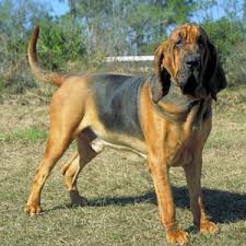 Such regulations are generally created because of health and environmental concerns. Why You Shouldn T Bury Your Pet In The Backyard American Council On Science And Health