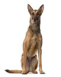 Mixed Breed Dog Sitting In Front Of White Background Paid Paid Paid Dog Sitting Background Breed Dog Sitting Dog Breeds Mixed Breed