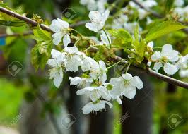 White flowers that grow on trees. Spring Apple Trees In Blossom Flowers Of Apple White Blooms Of Blossoming Tree Close Up Beautiful Spring Blossom Of Apple Cherry Tree With White Flowers Stock Photo Picture And Royalty Free Image