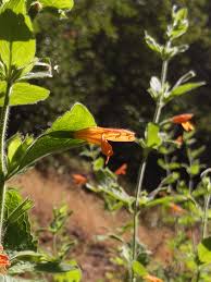Image result for Clinopodium vernayanum