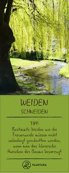 Weide Schneiden Zeitpunkt Vorgehen Beim Ruckschnitt In 2020 Weiden Straucher Pflanzen Garten Pflanzen