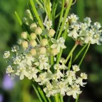Image result for Asclepias cucullata