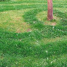Arbeiten am rasen können sie recht sicher an der vegetationszeit festmachen, die auch ungefähr mit dem start der gartensaison einhergeht. Dungefehler Bei Rasenflachen August 2004 Familienheim Und Garten