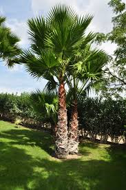 Le washingtonia robusta est souvent confondu avec l'autre espèce du genre, le washingtonia les fils blancs typiques du genre sont moins nombreux sur les palmes de washingtonia robusta. Washington Palme 3 00m Stamm Palmenservice Mallorca Palmen Von Uns Kaufen Palmen Beschneiden Pflegen Lassen