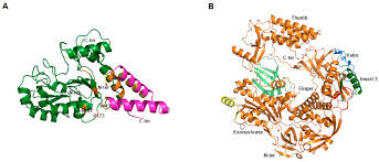 The monkeypox virus is mostly transmitted to people from various wild animals such as rodents and. Viruses Free Full Text The French Armed Forces Virology Unit A Chronological Record Of Ongoing Research On Orthopoxvirus Html