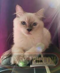 Ragdoll Kittens For Sale Philippines Find New And Used Ragdoll Kittens For Sale On Buyandsellph