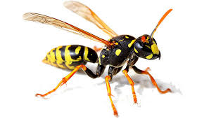 Meats and sweets often attract these pests to grills and patio dining areas. Ma Nh Bee Exterminator Wasp Exterminator Hornet Exterminator Yellow Jacket Exterminator Castle Extermination Company