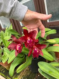 Image result for Disperis reichenbachiana