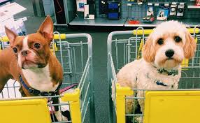 Number of households with pets: 33 Dog Friendly Stores