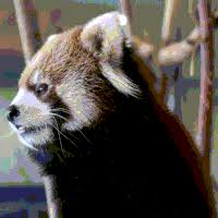 It is listed as endangered on the iucn red list because the wild population is. Red Panda Baby Gifs Get The Best Gif On Gifer