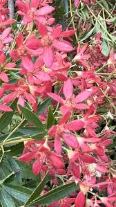 Image result for Dombeya lastii
