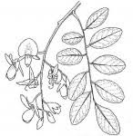 Image result for Marsdenia angolensis