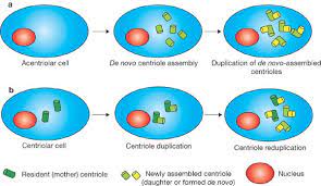Check spelling or type a new query. Centriole Biogenesis A Tale Of Two Pathways Nature Cell Biology