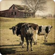 Until The Cows Come Home Cow Farm Animals Old Barn