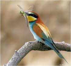 Guêpier d'Europe | Oiseaux colorés, Jolis oiseaux, Oiseaux exotiques