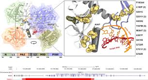 Germline Ago2 Mutations Impair Rna Interference And Human Neurological Development Nature Communications