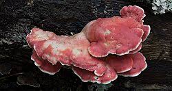 Image result for Merulius incarnatus