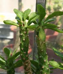 Image result for Monadenium lugardiae