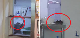 Pusat perubatan universiti malaya 59100 lembah pantai , kl. Videos Many Rats Spotted Secret Recipe Universiti Malaya Medical Centre Ummc Or Ppum Complaint Durian Runtuh