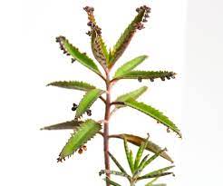 Somewhere on the evolutionary timeline, the unique succulent lost the ability to produce viable seeds, and so the burden of reproduction fell to its leaves. How To Care For Mother Of Thousands Or Millions 6 Steps With Pictures Instructables