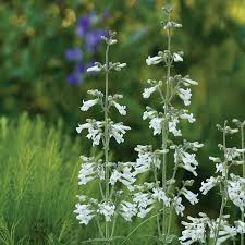 Image result for Penstemon