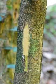 Image result for Rinorea