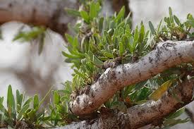 Image result for Boscia albitrunca