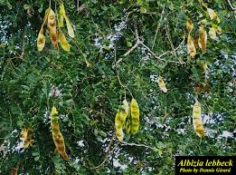 Image result for Albizia lebbeck