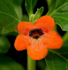 Image result for Pterodiscus aurantiacus